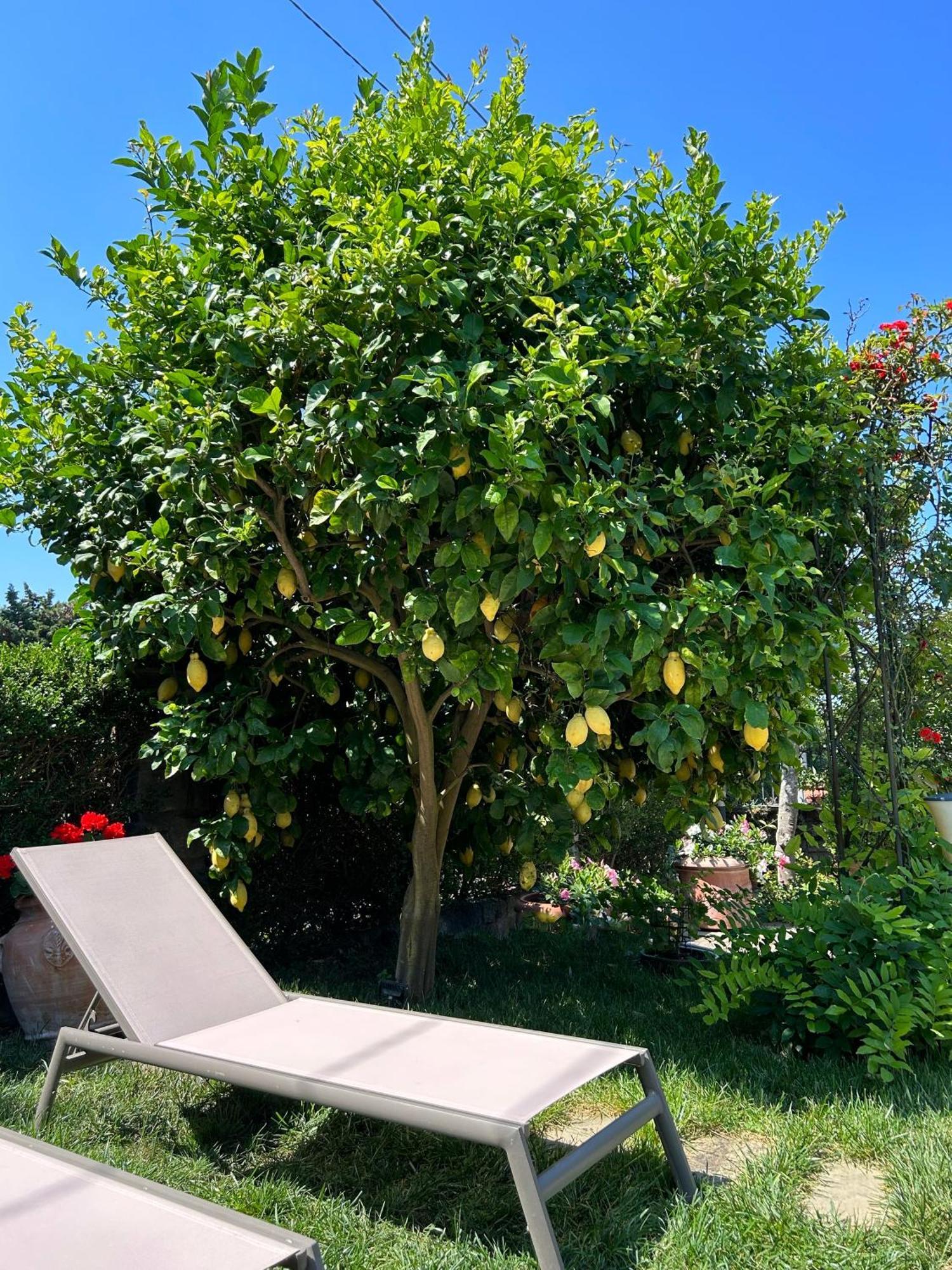 Maison Villa Angela SantʼAgata sui Due Golfi Eksteriør bilde